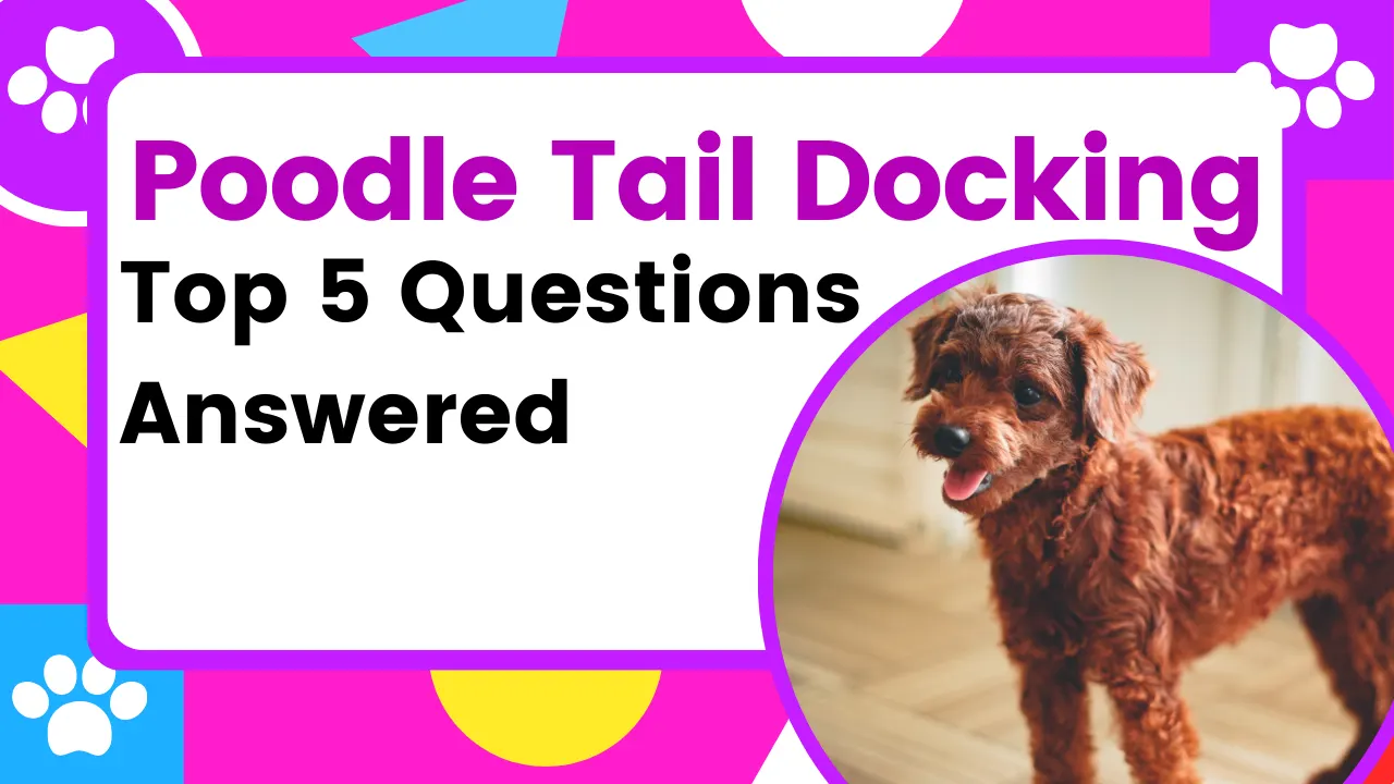 Poodle Tail Docking: Top 5 Questions Answered