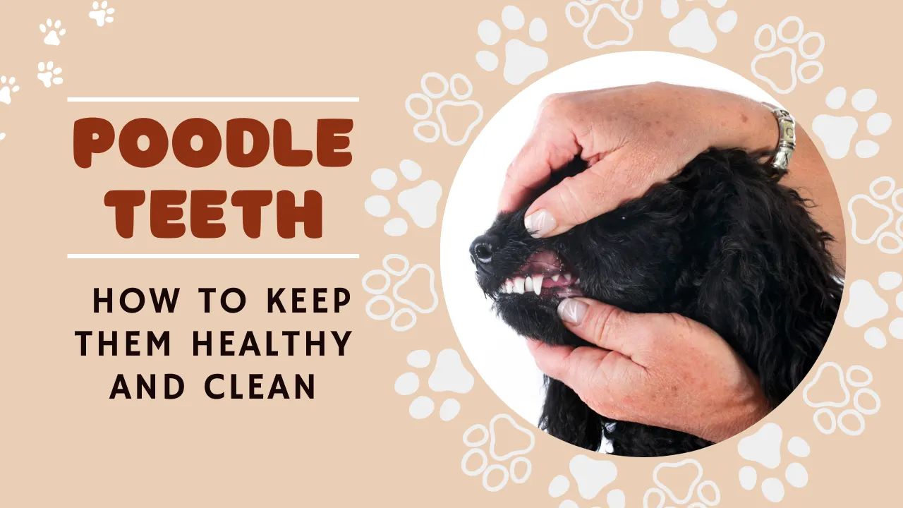 Poodle Teeth Care: How to Keep Them Healthy & Clean