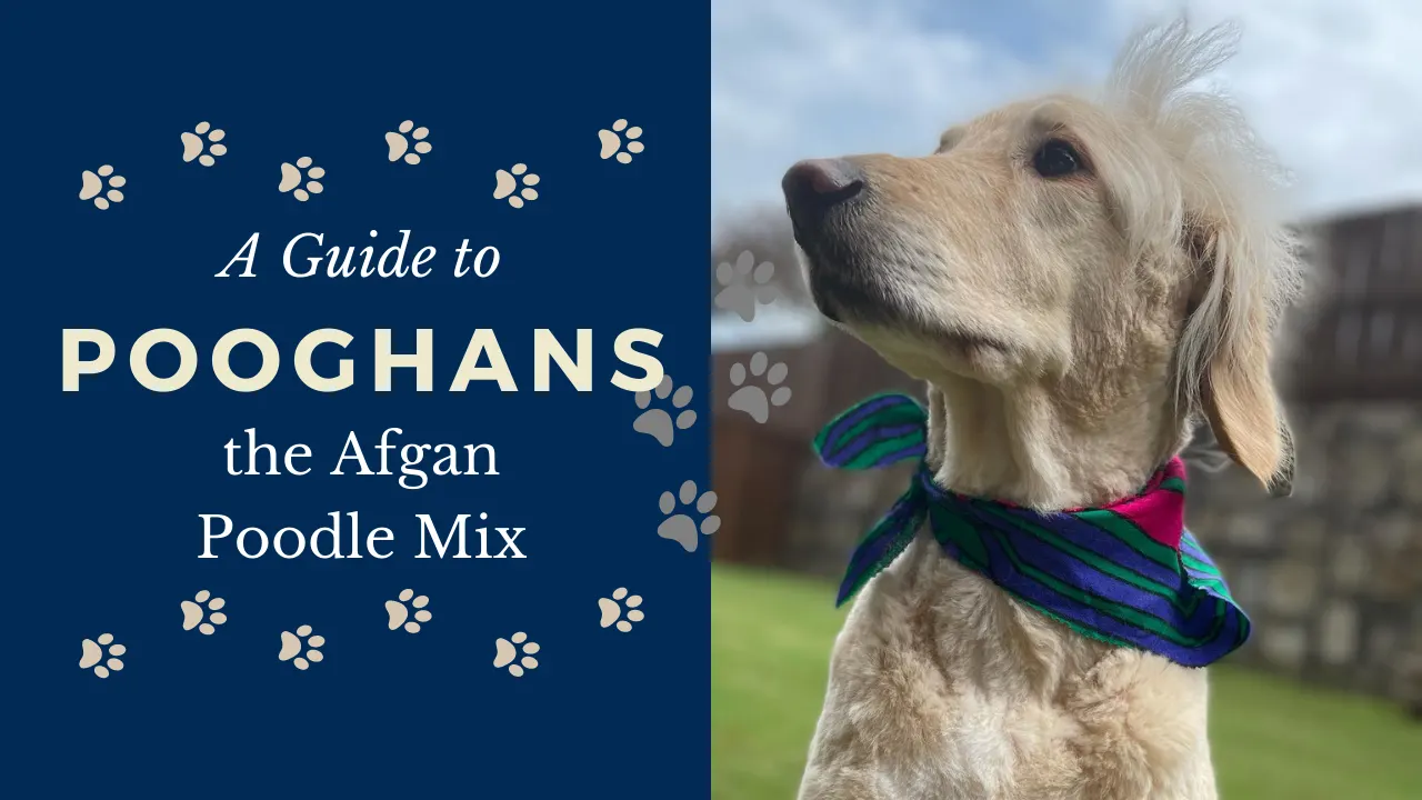 Afgan Poodle Mix – Pooghan Breed Facts