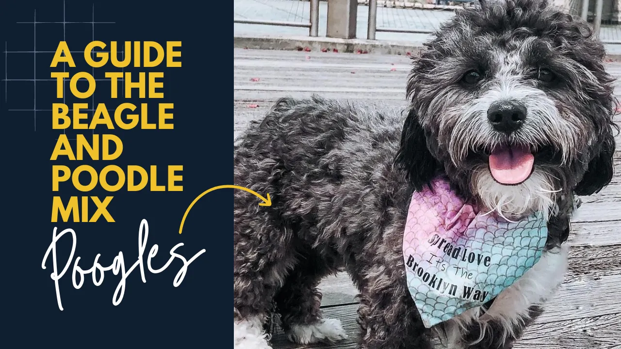 Poogle – Beagle Poodle Mix
