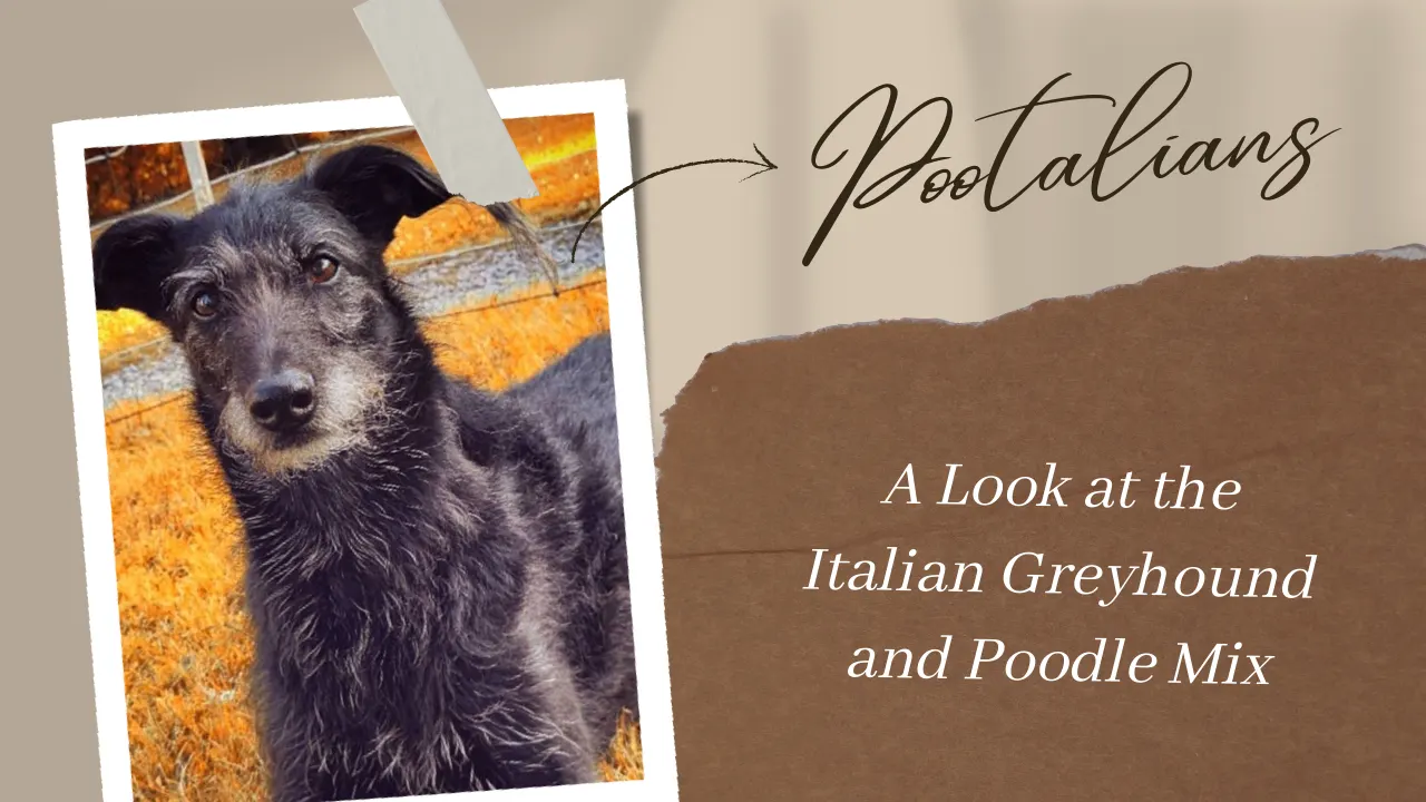Pootalian – Italian Greyhound Poodle Mix