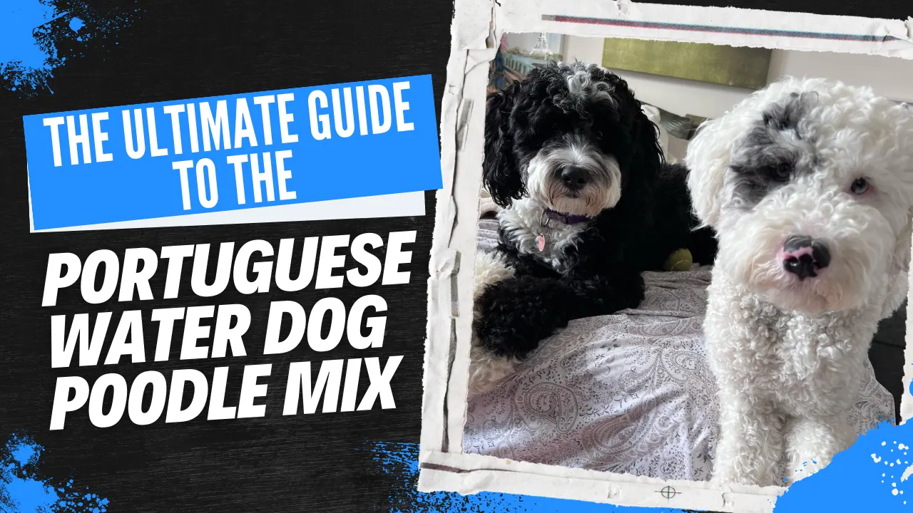 Portuguese Water Dog Poodle Mix