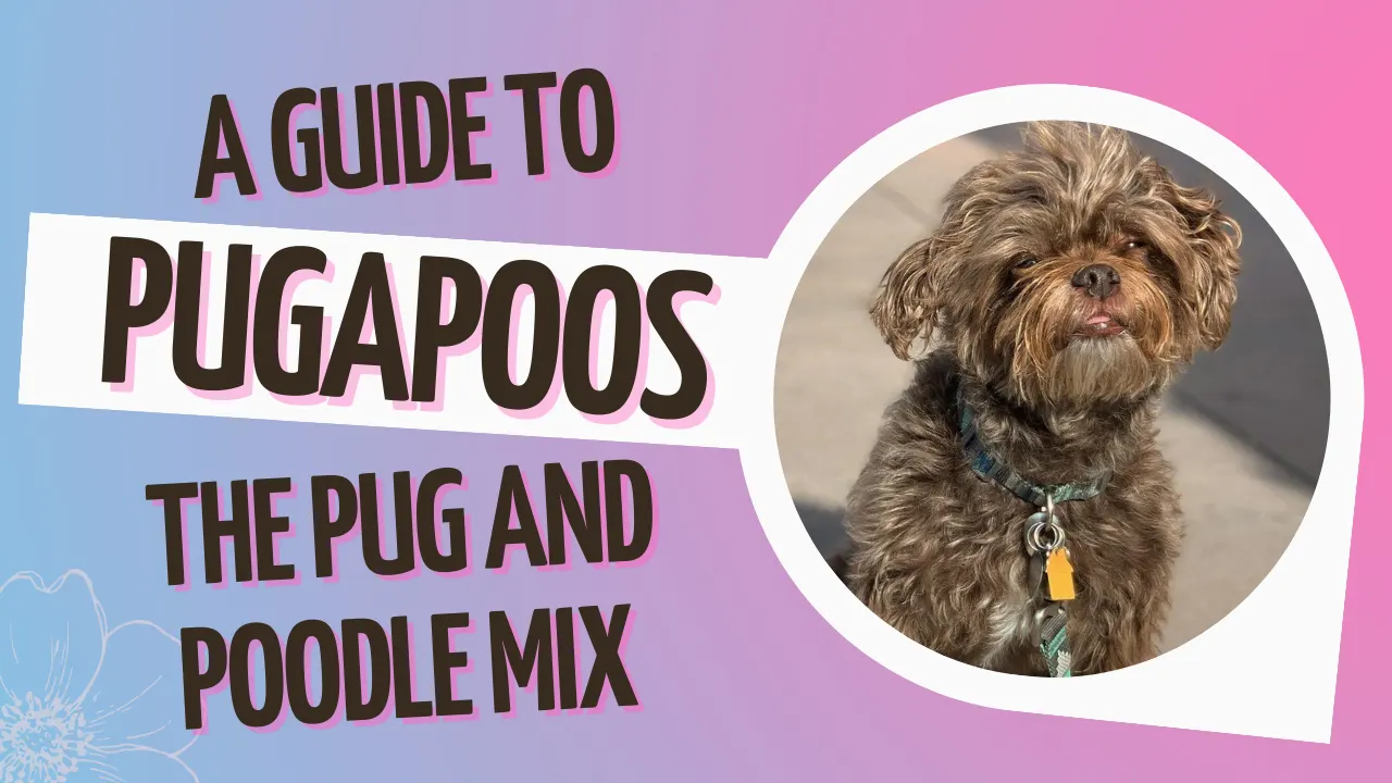 Pugapoo – Pug Poodle Mix