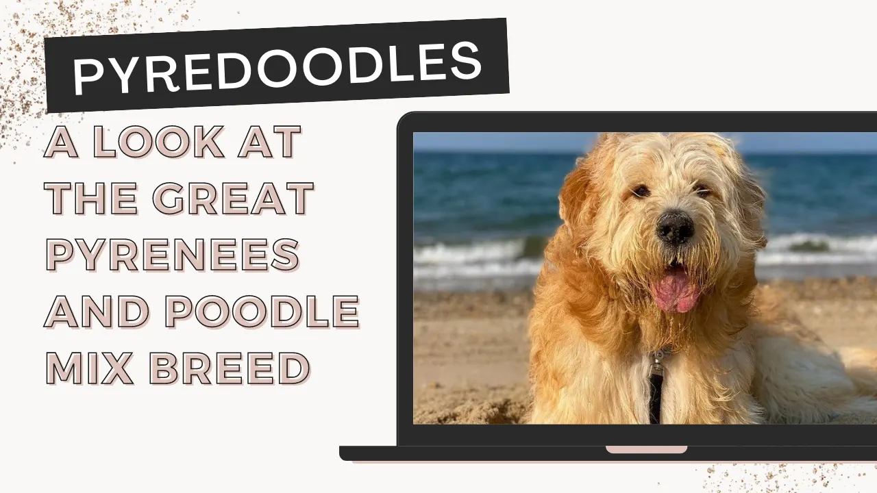 Pyredoodle: Great Pyrenees Poodle Mix