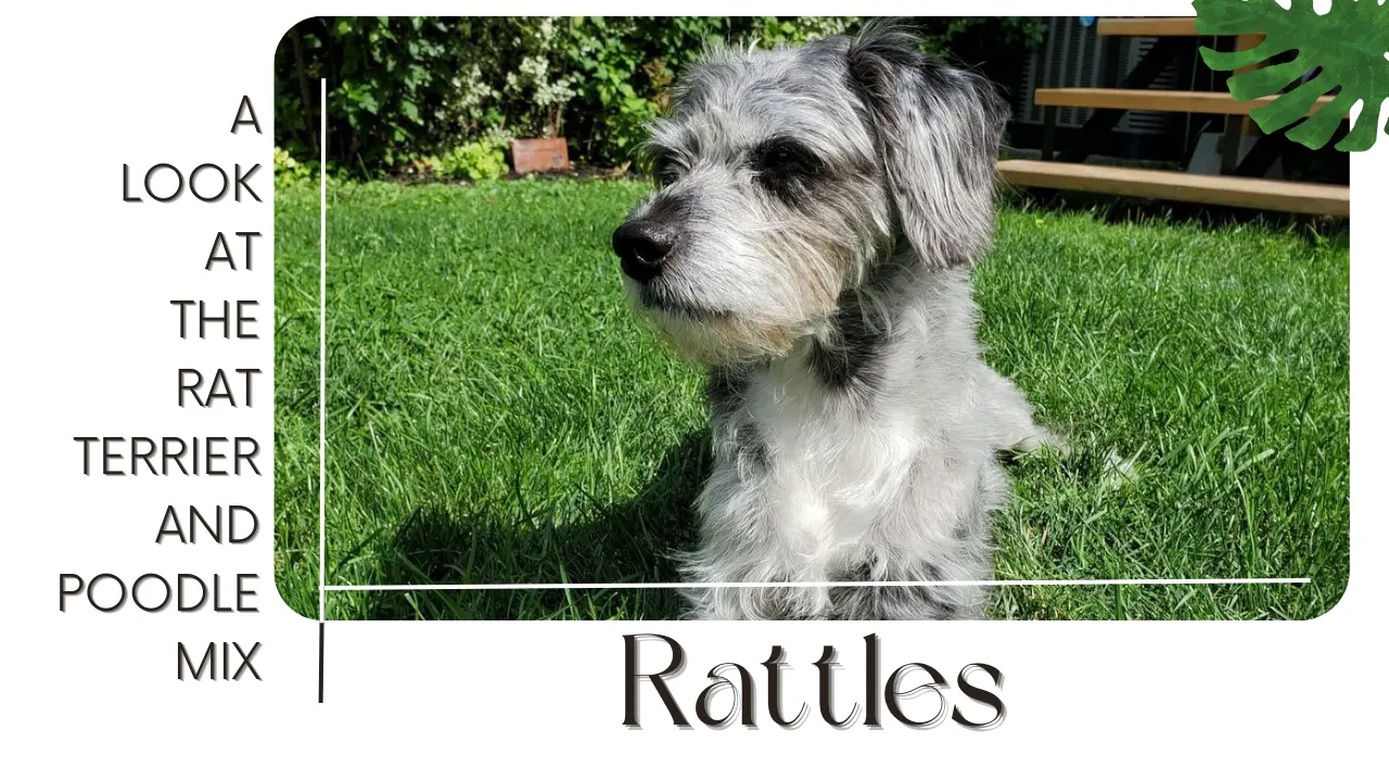 What Is Rattle – Rat Terrier Poodle Mix