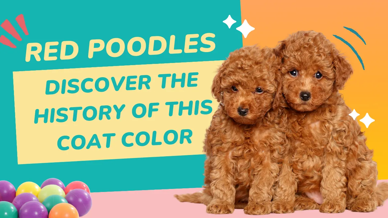 Red Poodles – Discover The History of This Coat Color