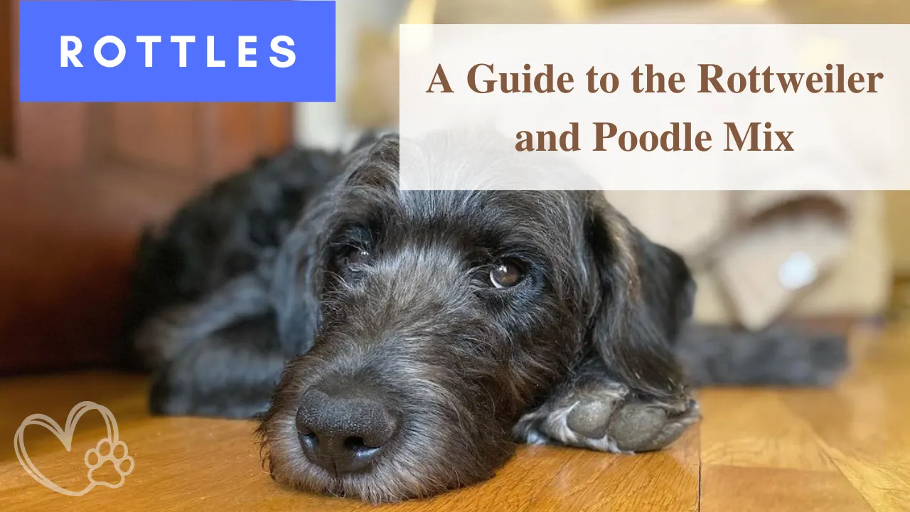 Rottle – Rottweiler Poodle mix