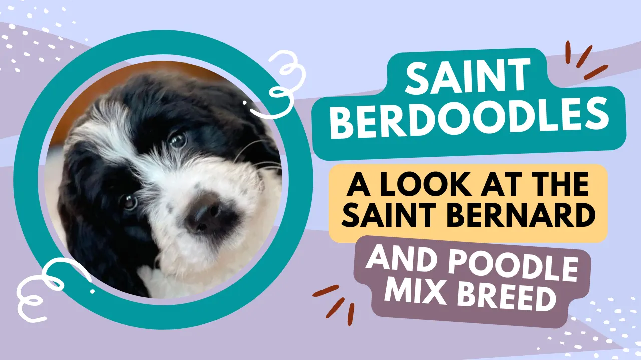 What Is Saint Berdoodle – Saint Bernard Poodle Mix