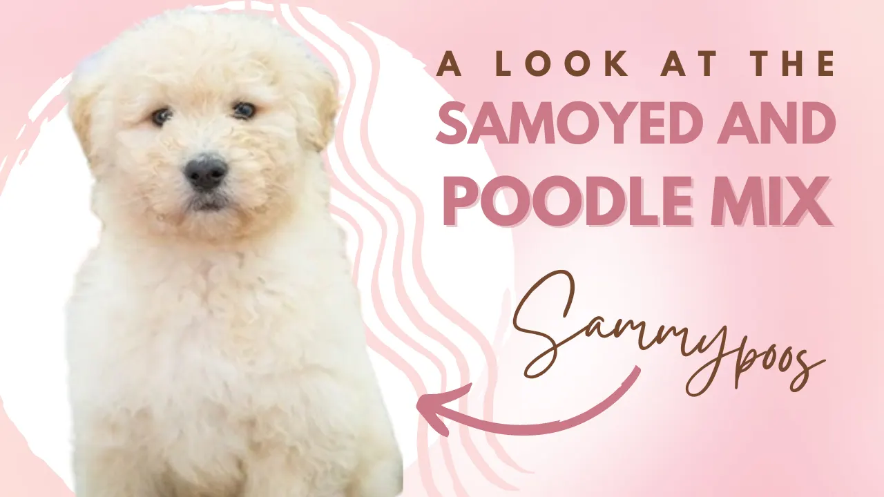 Sammypoo – Samoyed Poodle Mix