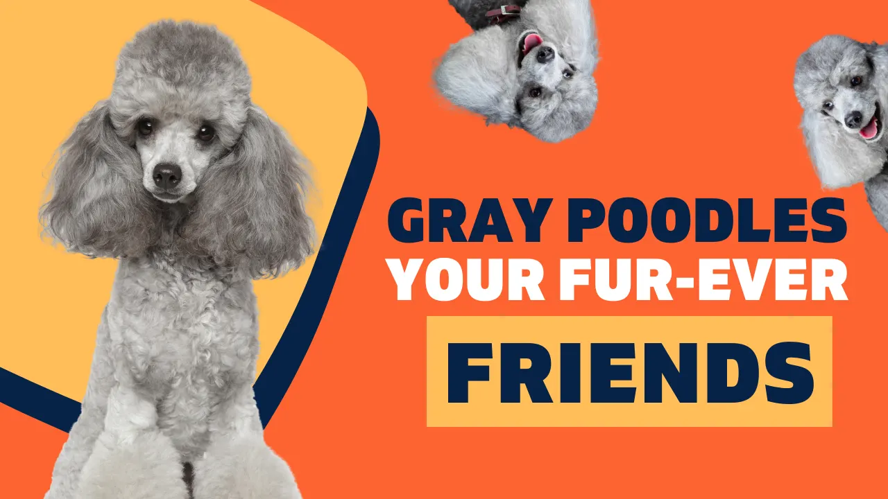 The Graceful Gray Poodle: An In-Depth Guide