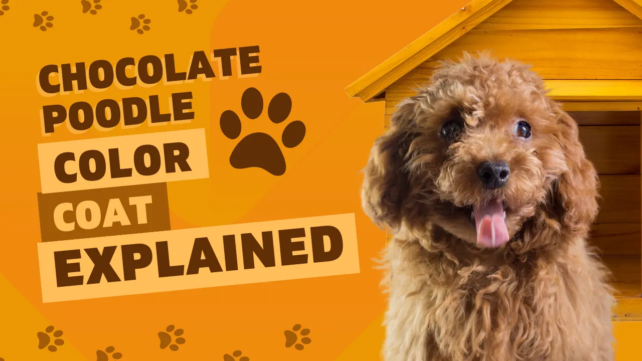 Brown Poodles: Colors, Grooming and Care