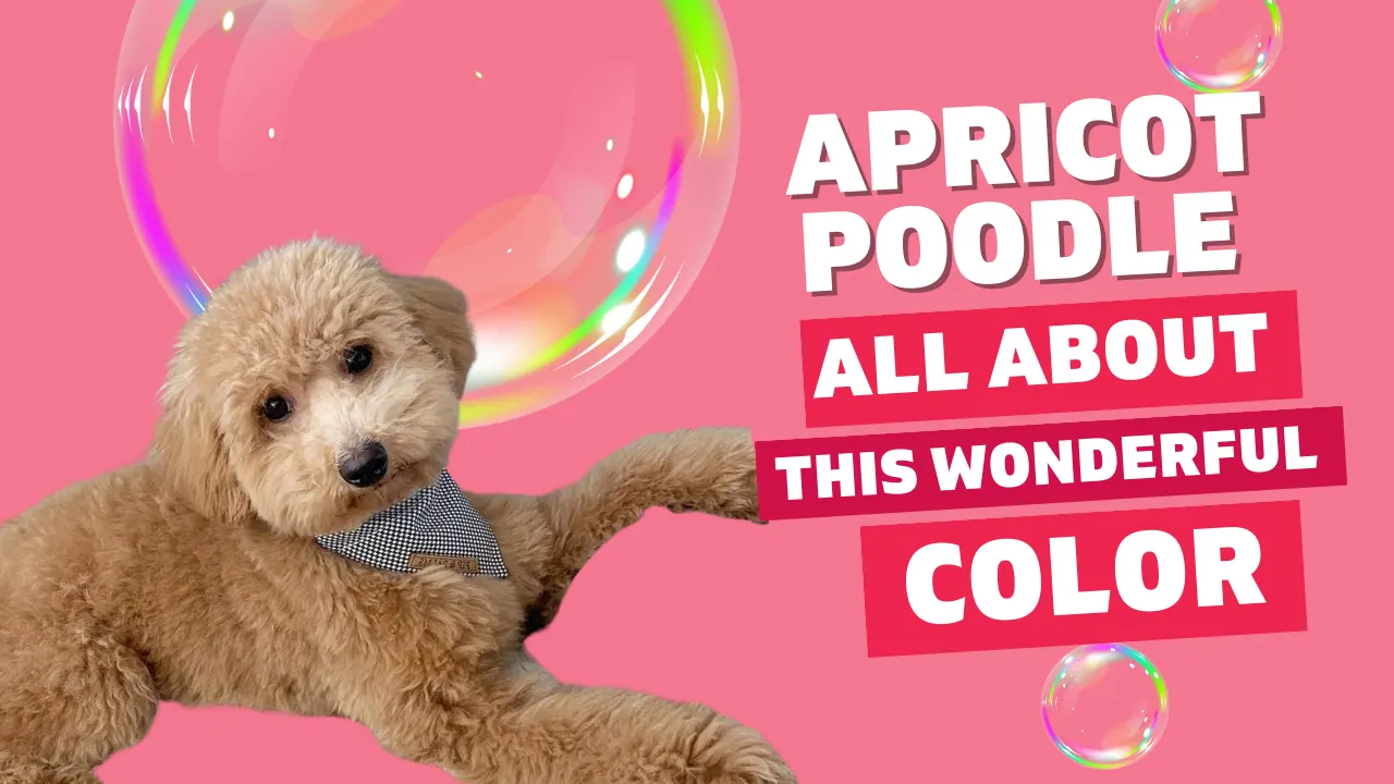 Apricot Poodle – All about this wonderful color