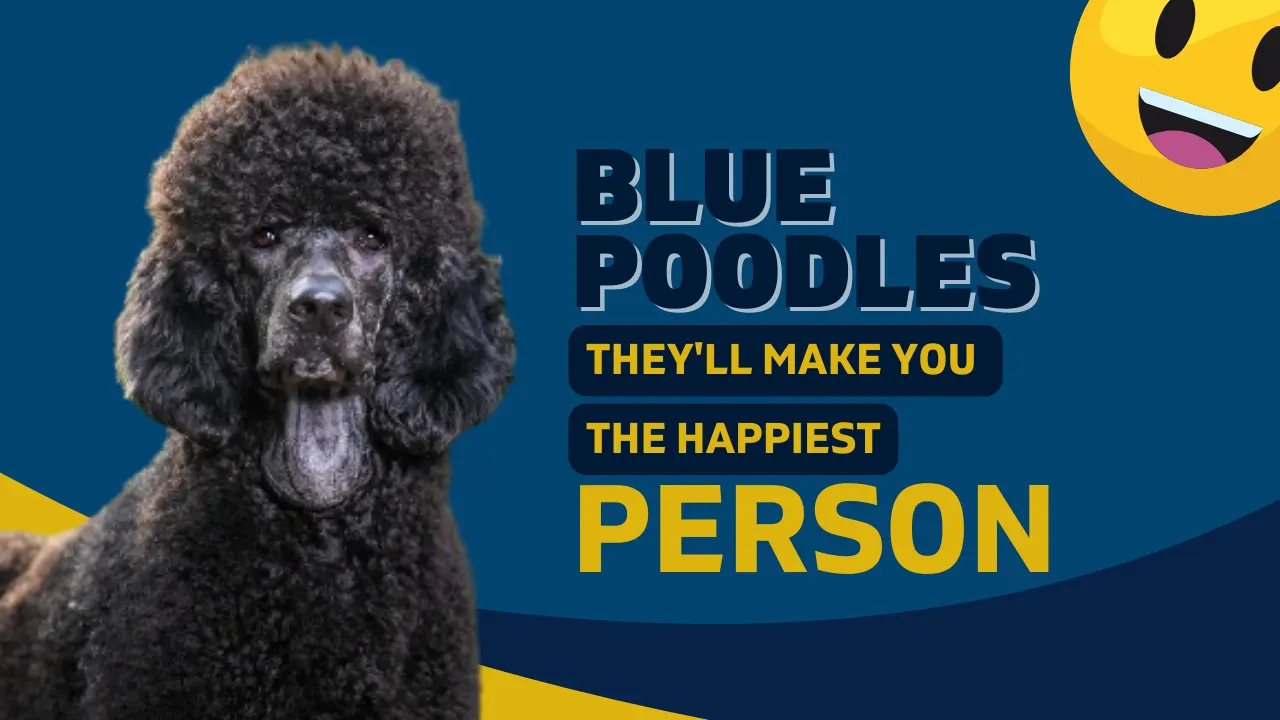 Blue Poodles: Coat Colors, Care & History
