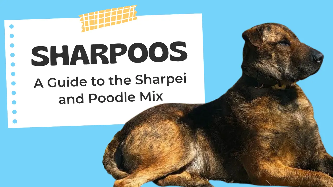 Sharpoo – Sharpei Poodle Mix