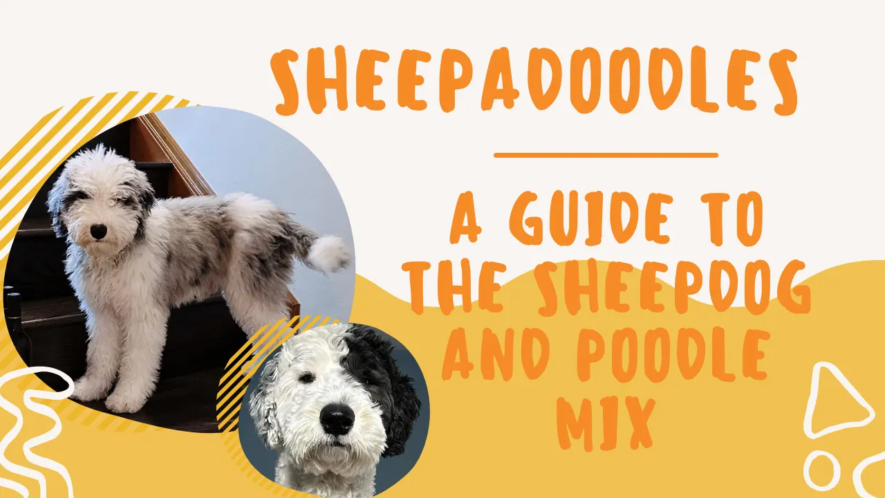 Sheepadoodle: Sheepdog Poodle Mix