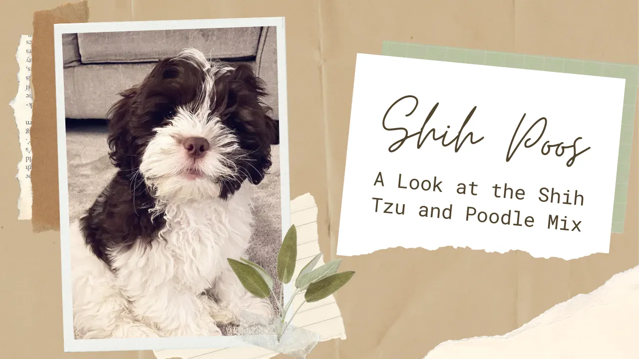 Shih Poo: A Wonderful Shih Tzu Poodle Mix Breed