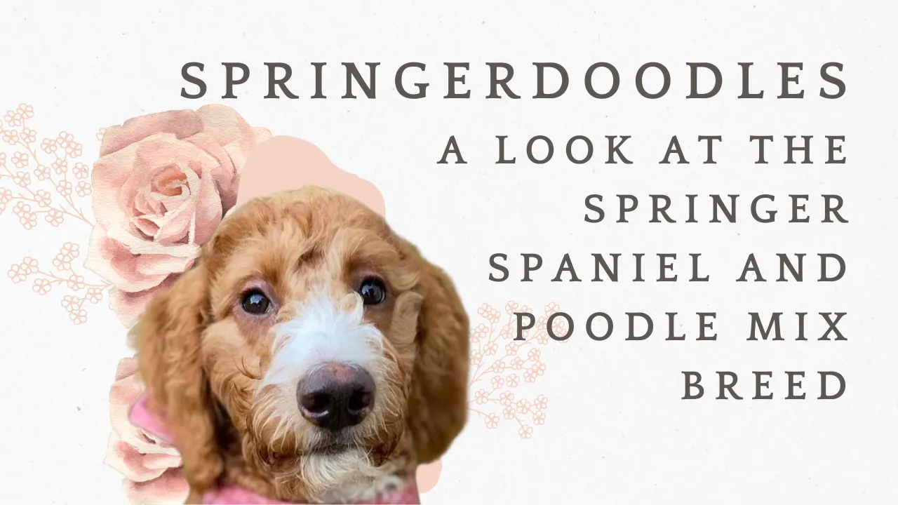 Springerdoodle: Springer Spaniel Poodle Mix