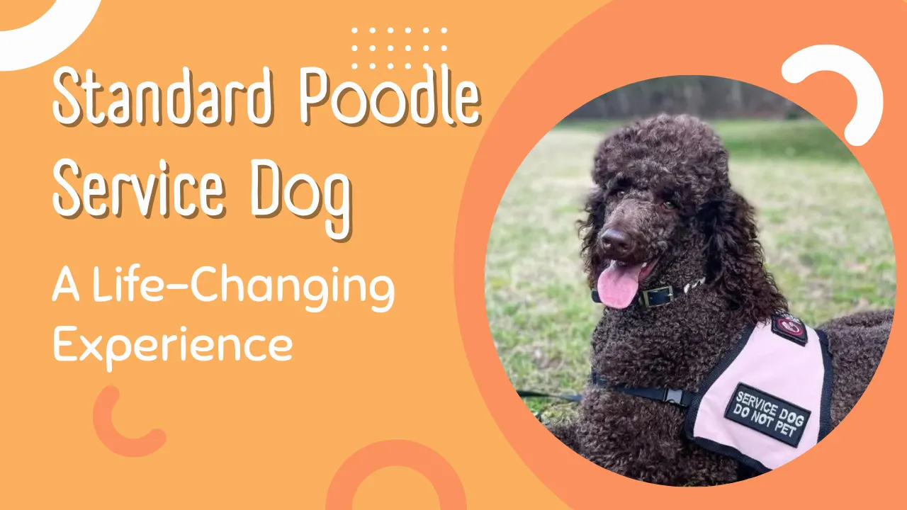 Standard Poodle Service Dog: A Life-Changing Experience