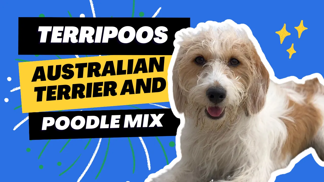 Terripoo – Australian Terrier Poodle Mix