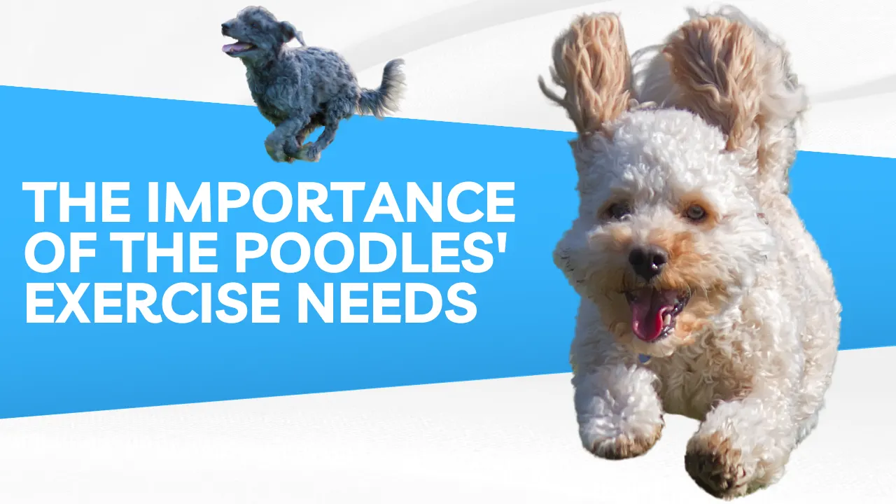The Importance of the Poodle’s Exercise Needs