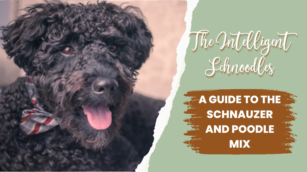 Schnoodle – Schnauzer Poodle Mix
