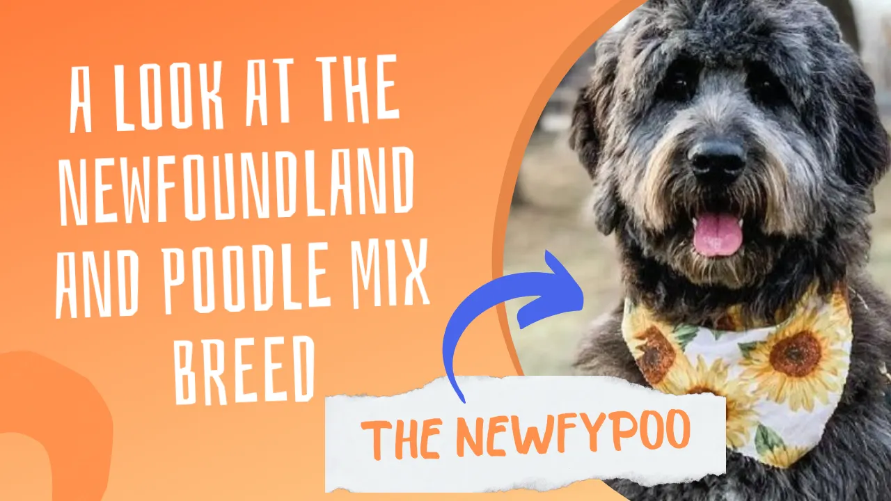 What Is Newfypoo – Newfoundland Poodle Mix
