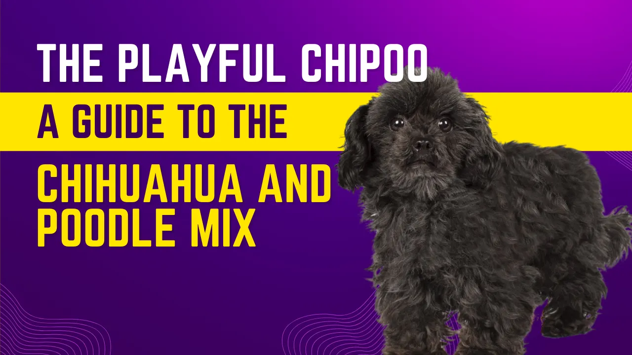 What Is Chipoo – Chihuahua Poodle Mix