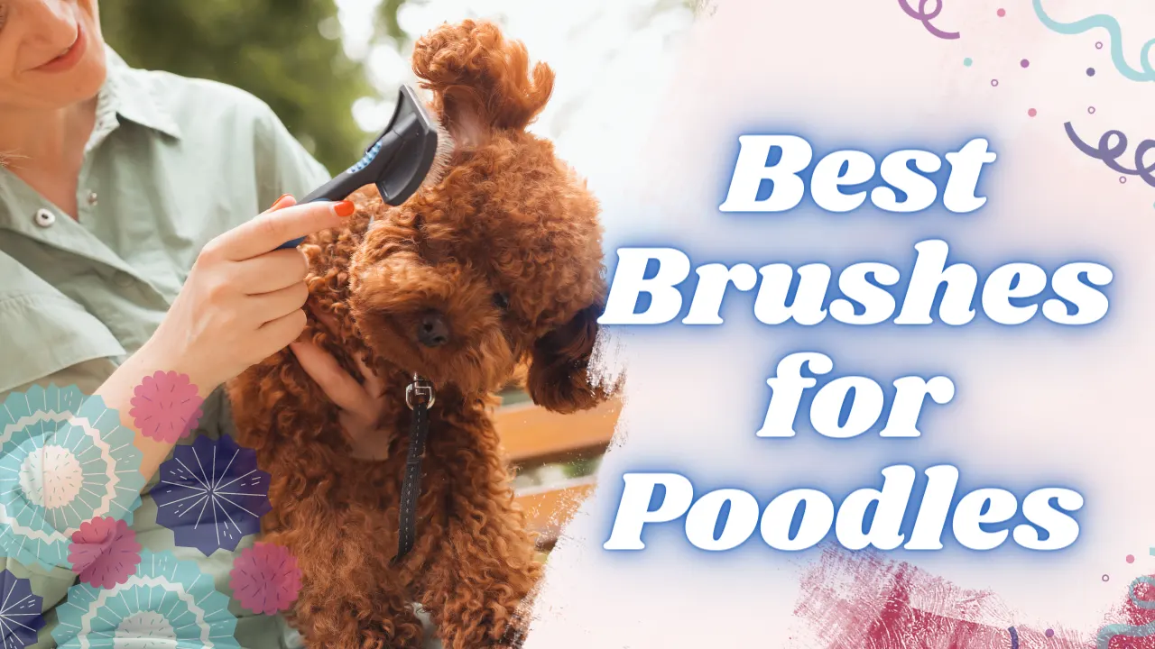 Top 3 Best Brushes for Poodles [2026 Guide]