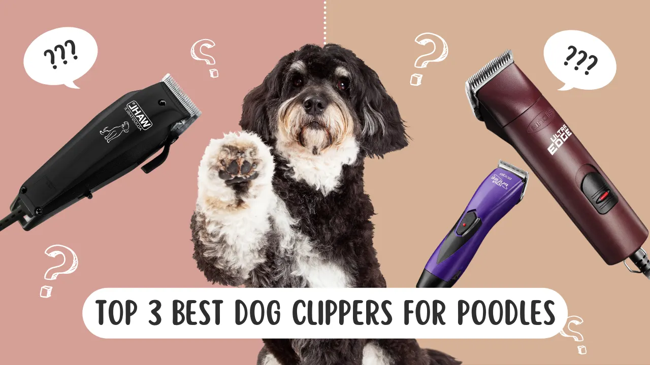 Top Dog Clippers for Poodles: 2026 In-Depth Comparison