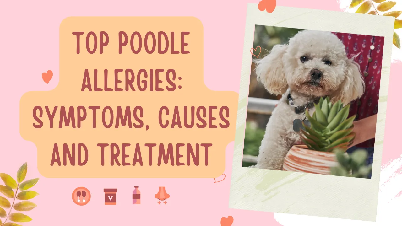 Understanding Poodle Allergies: Causes and Symptoms