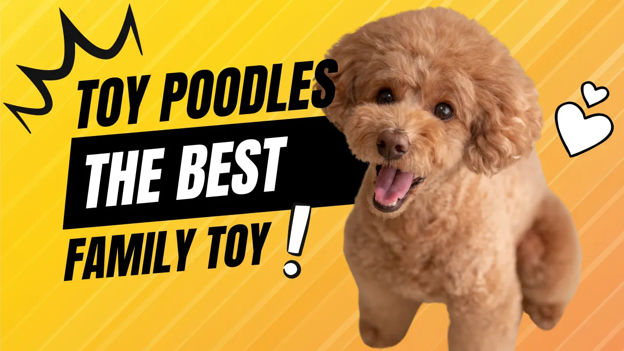 Toy Poodle Guide: The “Einstein” of Lap Dogs (Smart, sassy, and Small)