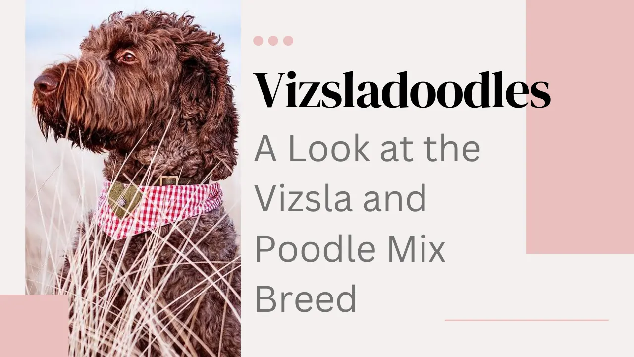 Vizsladoodle: Vizsla Poodle Mix