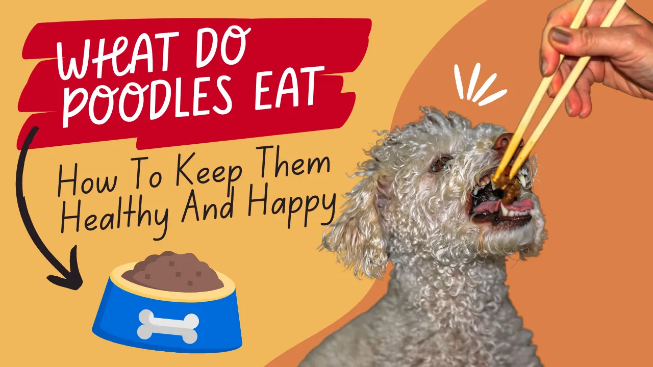 What Do Poodles Eat?