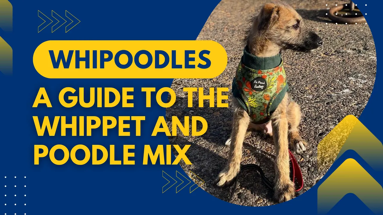 Whippet Poodle Mix – Whipoodle Guide