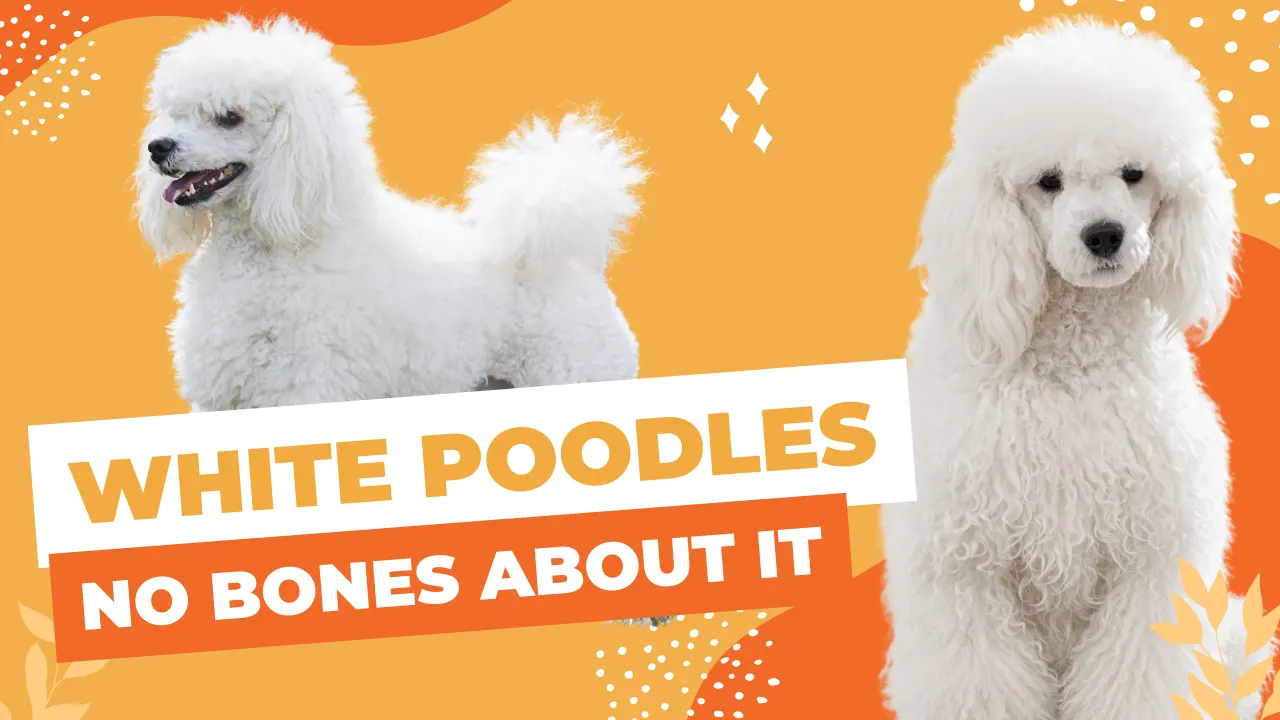 White Poodles – No Bones About It