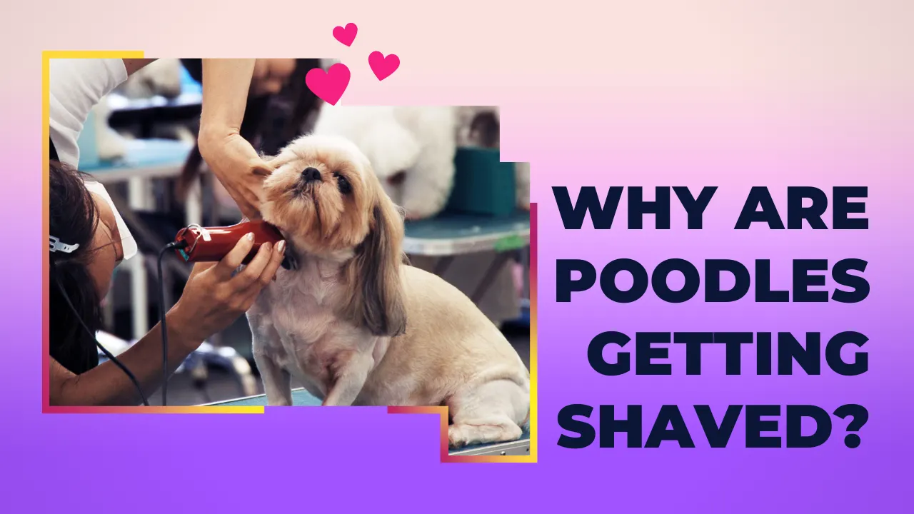 Why Are Poodles Getting Shaved?