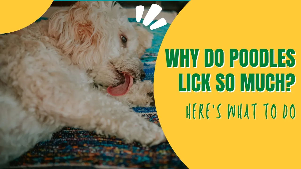 Why Do Poodles Lick So Much? Here’s What To Do