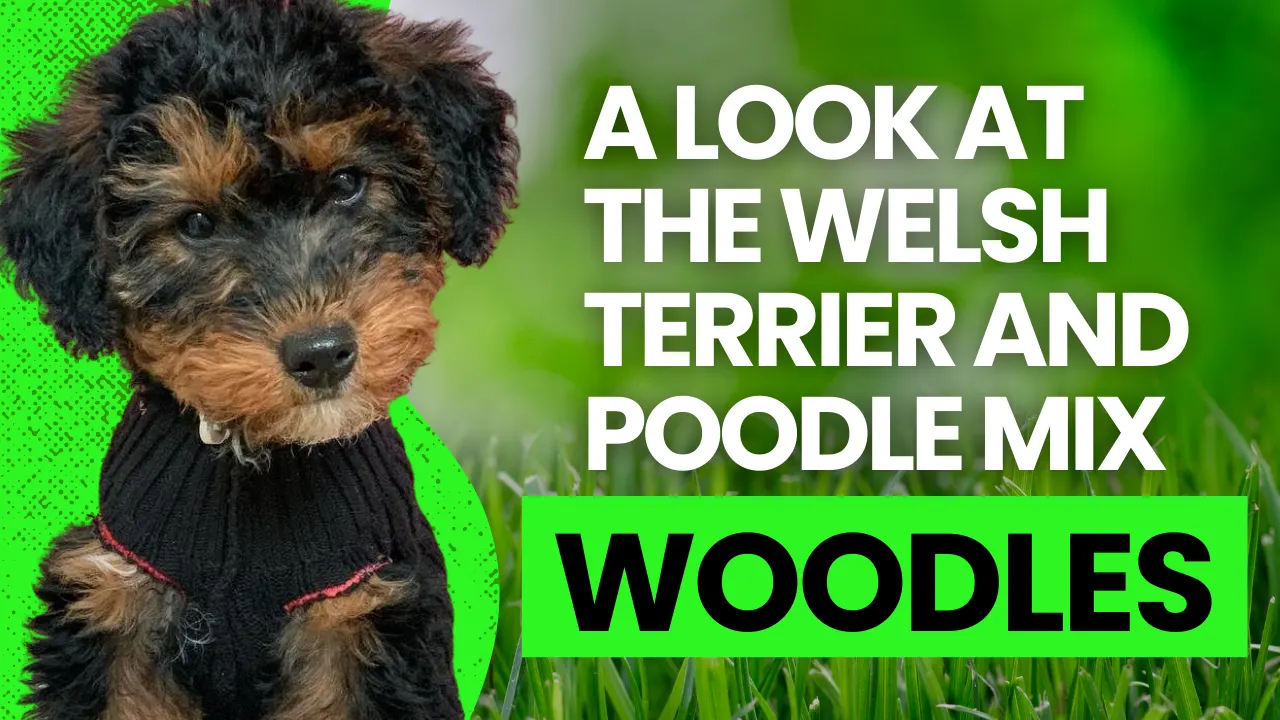 Woodle – Welsh Terrier Poodle Mix Breed Guide