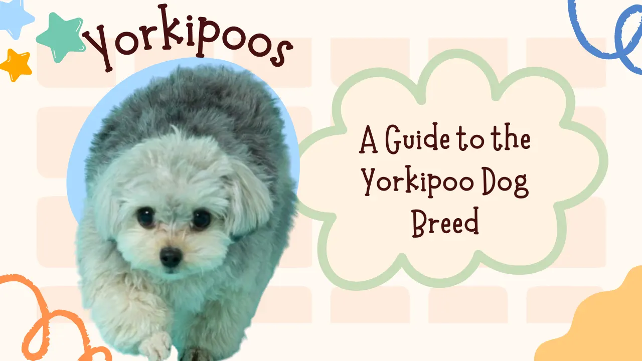 Yorkipoo Dog Breed Information