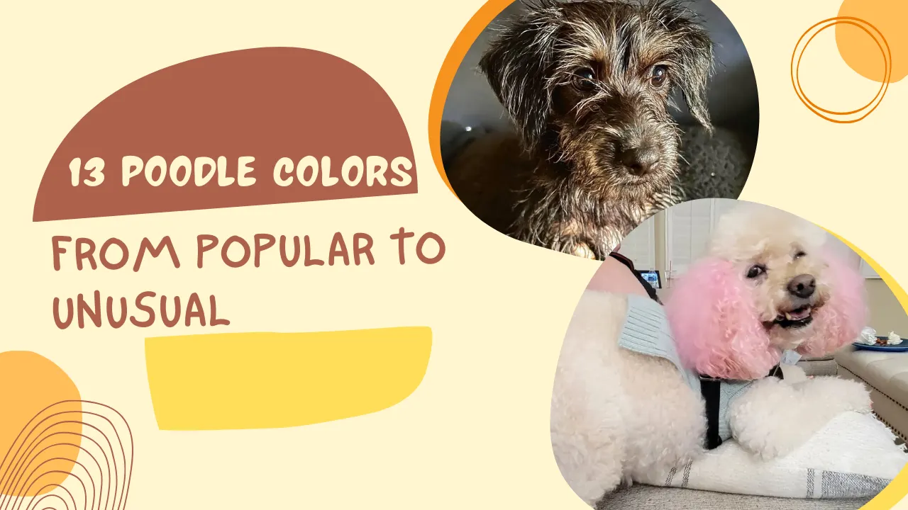 Poodle colors chart, from popular to unusual