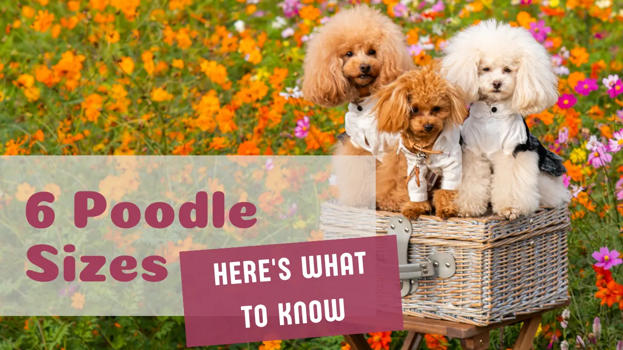 The six poodle sizes compared