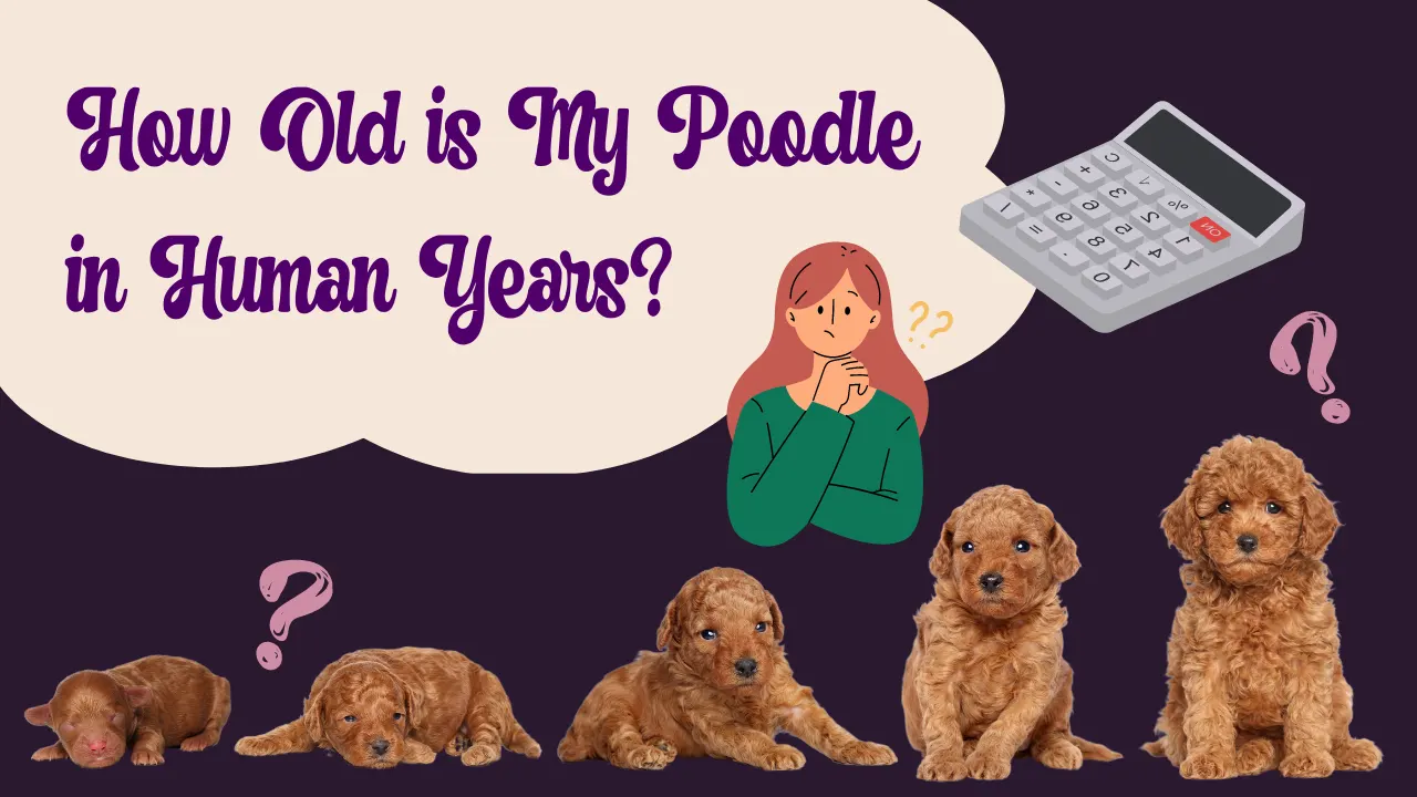 Calculator: How Old is My Poodle in Human Years