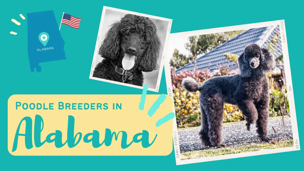 12 Best Poodle Breeders in Alabama
