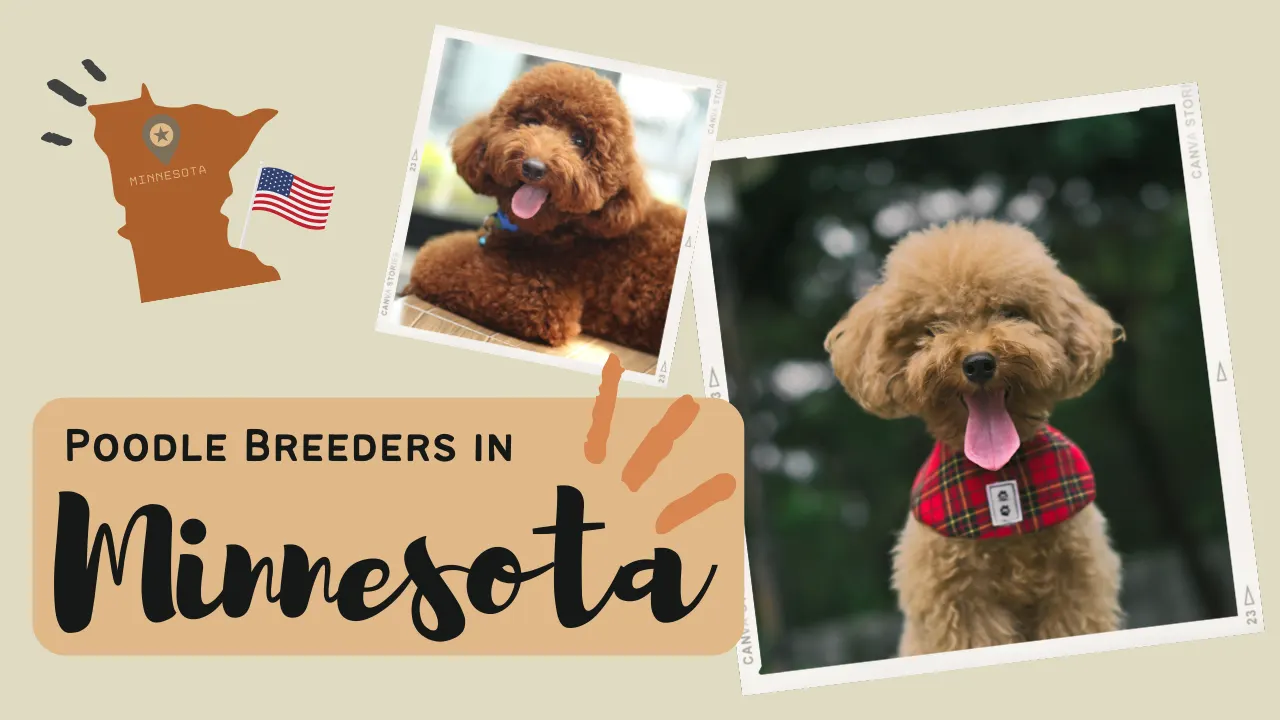 13 Best Poodle Breeders in Minnesota