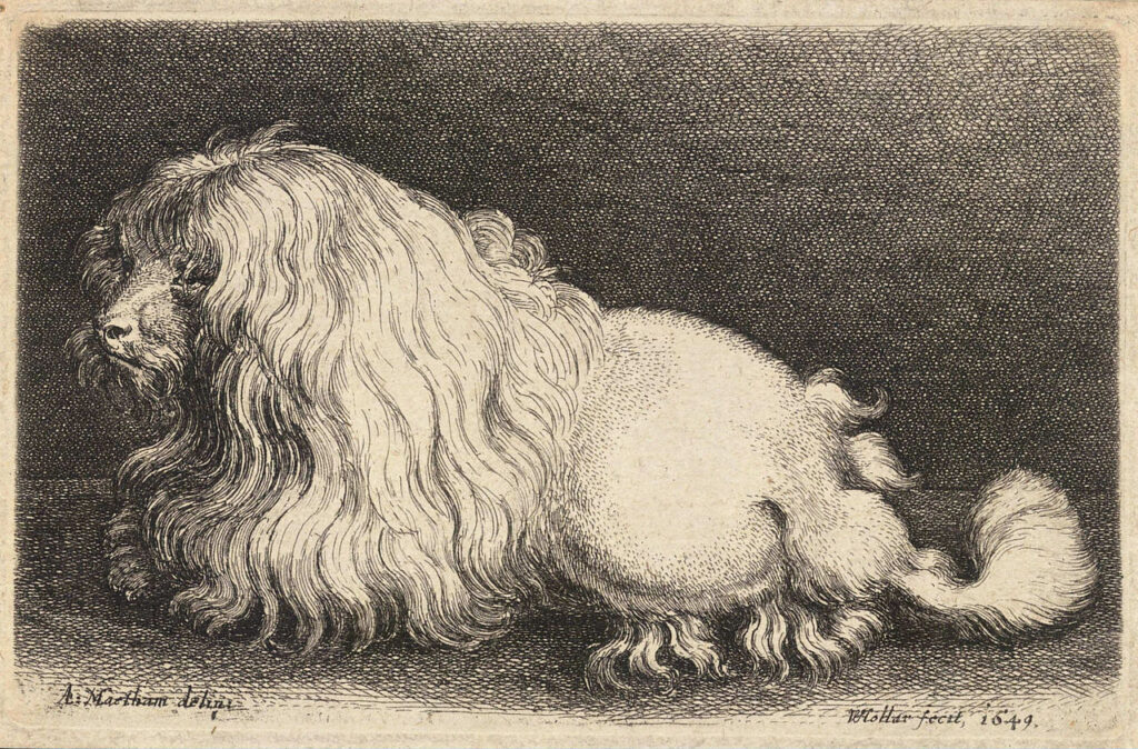 1280px Wenceslas Hollar A poodle after Matham
