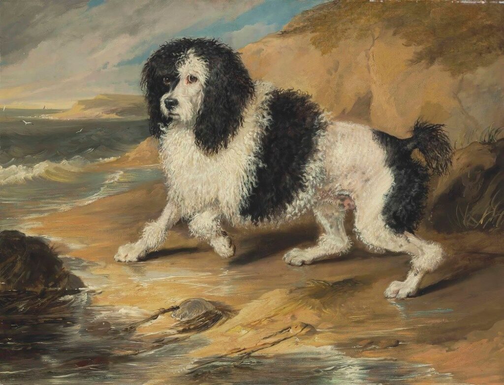 A Brief History of Poodles