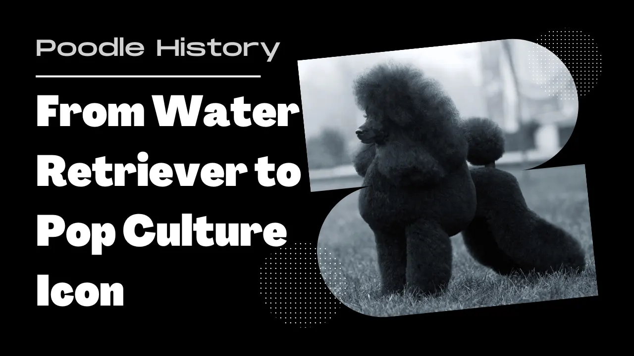 A Brief History of Poodles