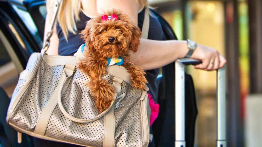 poodle traveling