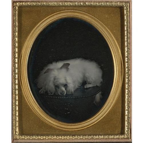 Portrait of a Poodle 1850 daguerreotype photographer unknown. Sold at Sothebys