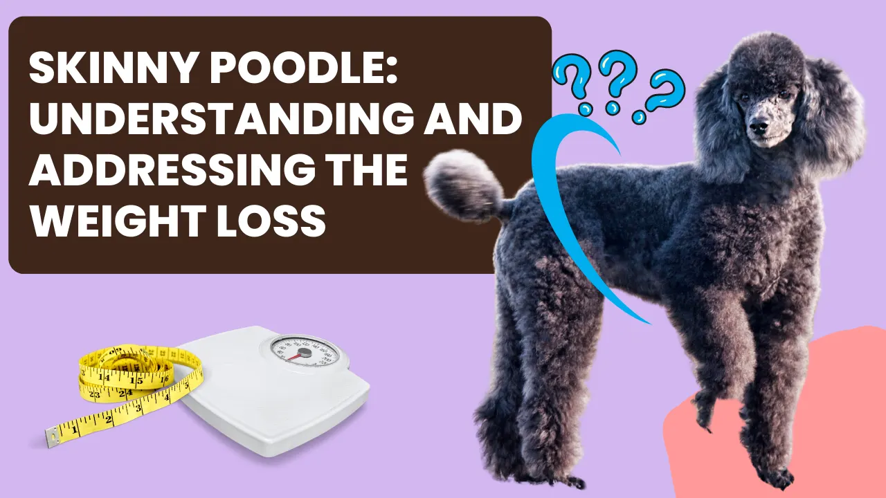 Is Your Poodle Too Skinny? Here’s What You Need to Know